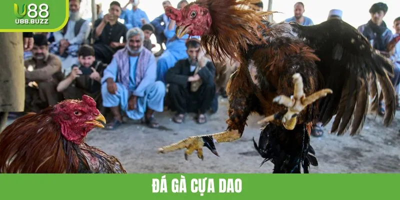 Đá Gà Cựa Dao U88 - Chiêm Ngưỡng Những Chiến Kê Lừng Danh