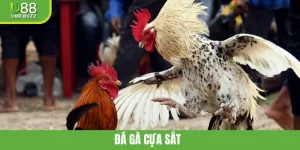 Chơi Đá Gà Cựa Sắt Dễ Dàng Cùng Mẹo Từ Các Cao Thủ U88