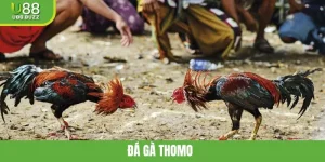 Đá Gà Thomo U88 - Cuộc So Tài Hấp Dẫn Của Các Chiến Kê