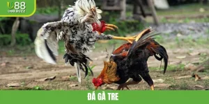 Đá Gà Tre - Hình Thức Giải Trí Gay Cấn Và Thú Vị Tại U88