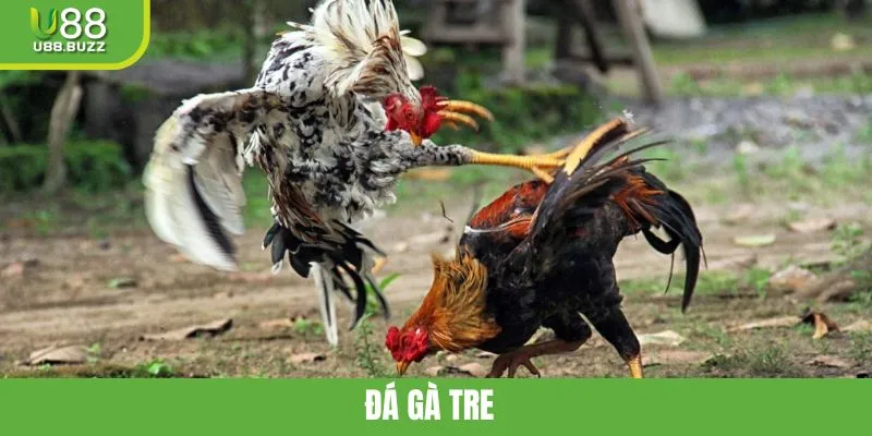 Đá Gà Tre - Hình Thức Giải Trí Gay Cấn Và Thú Vị Tại U88