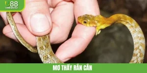 Mơ Thấy Rắn Cắn - Giải Nghĩa Chi Tiết Và Con Số Tài Lộc